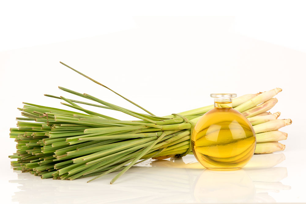 Top 5 Natural Scents to Repel Mosquitoes Effectively
