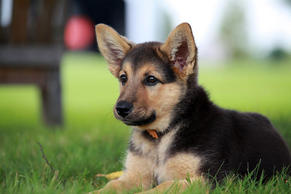 Essential Guide to Caring for a German Shepherd Puppy