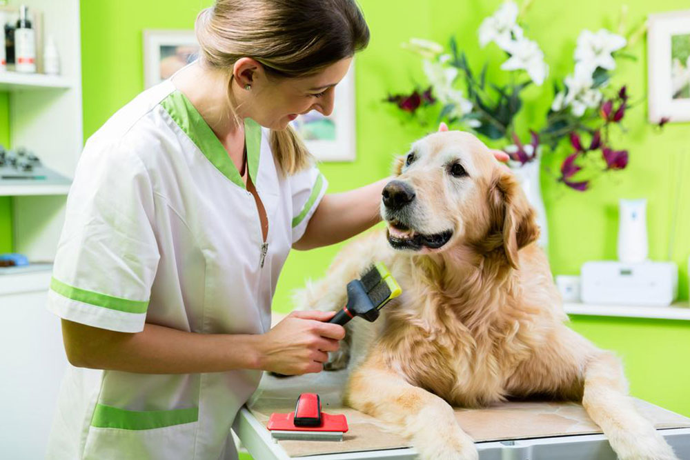 Exclusive Deals on PetSmart Dog Grooming Services