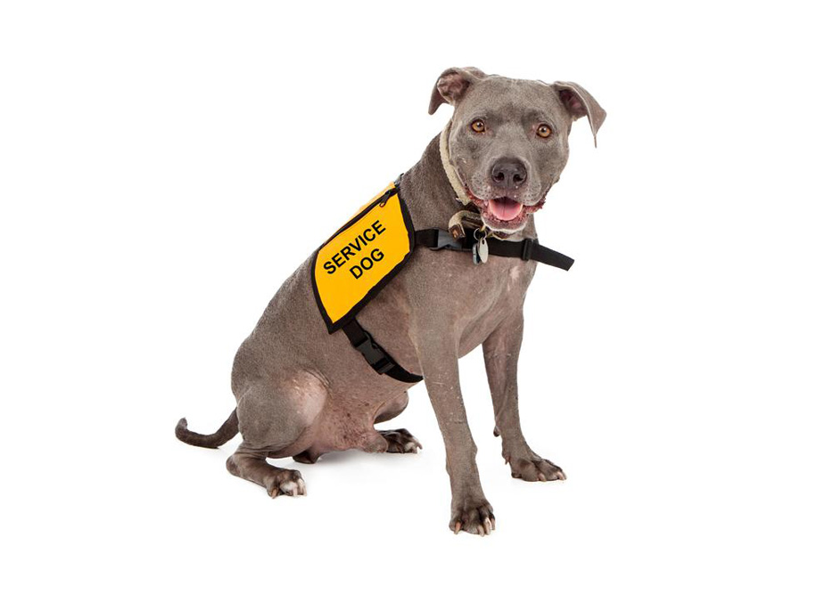 Comprehensive Guide to Securing Official Certification for Your Service Dog