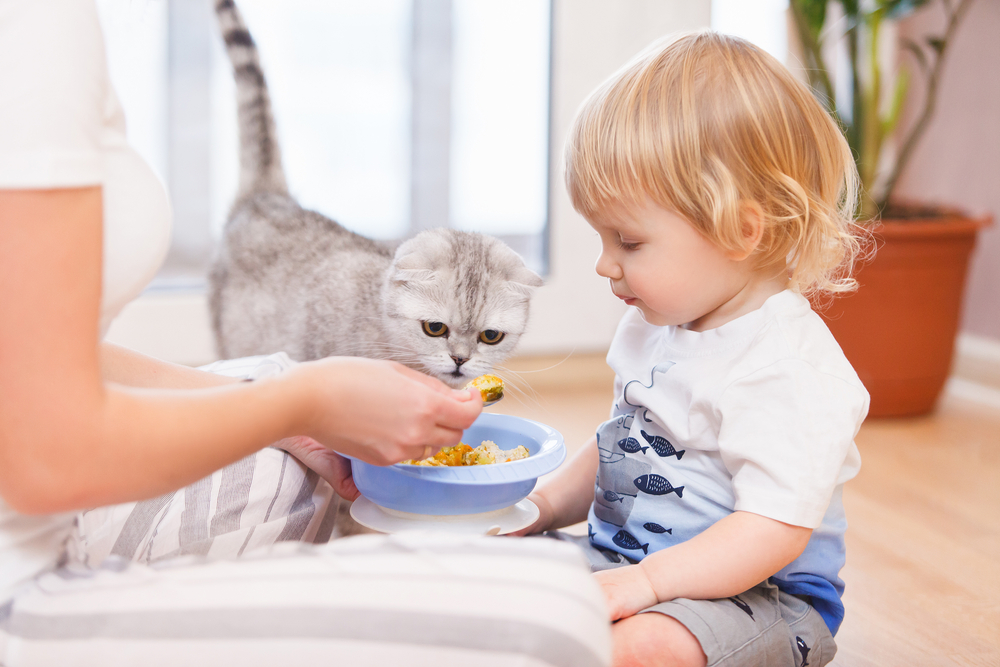 The 7 Best Canned Foods for Cats: Ensuring Optimal Feline Nutrition