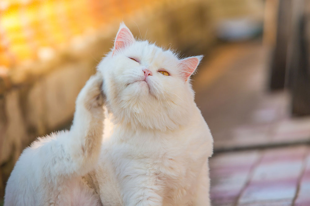 Managing Feline Skin Allergies with Specialized Diets