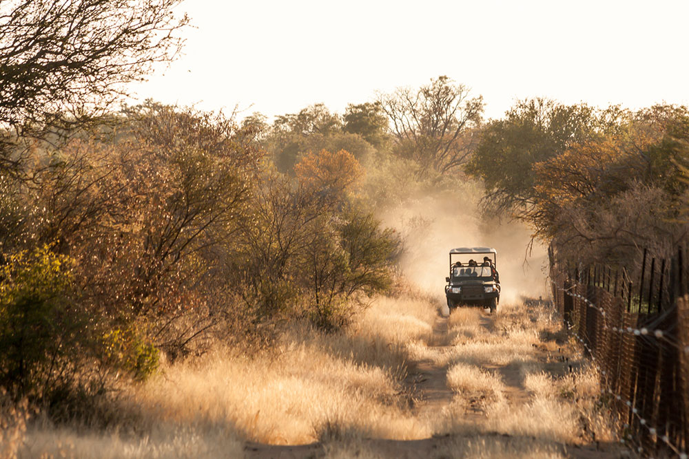 Affordable Tips for Your South Africa Safari Adventure