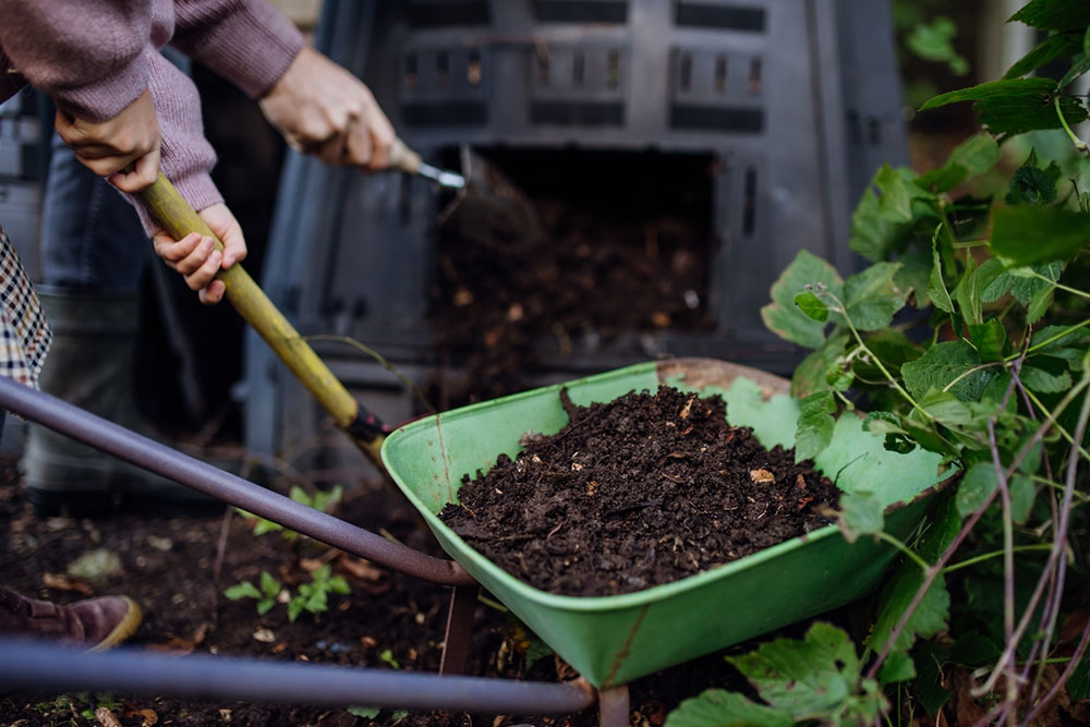 Essential Organic Fertilizers to Boost Your Hydrangeas