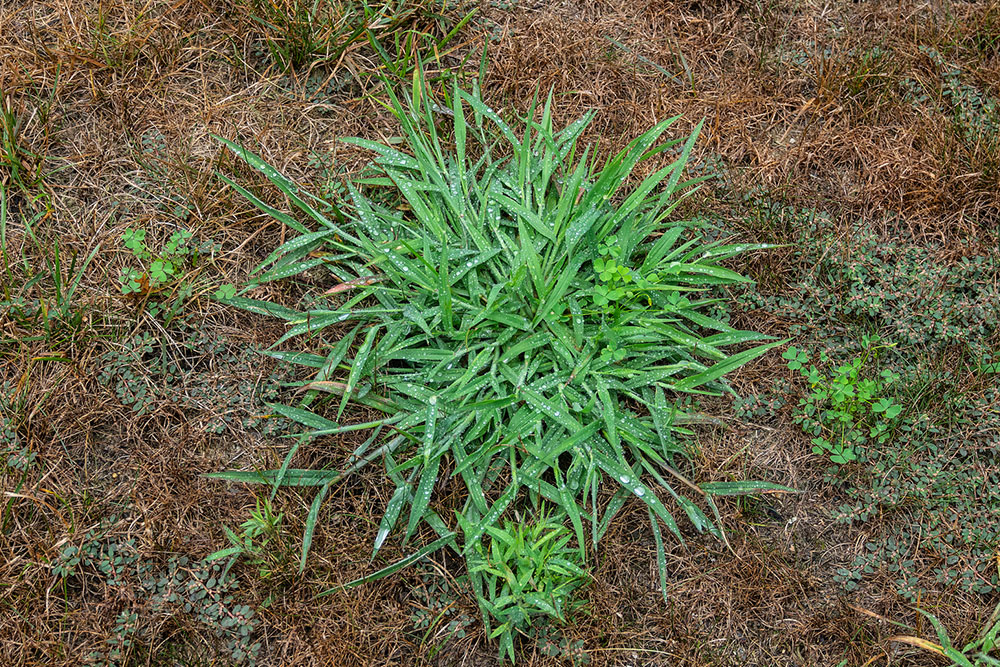 Effective Strategies for Controlling Quackgrass