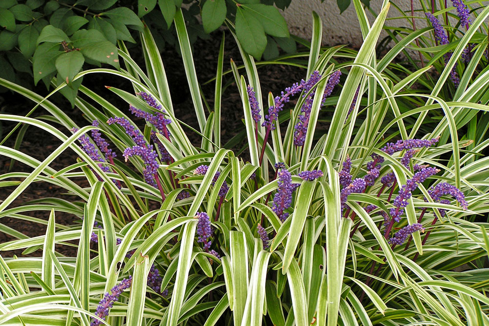 Effective Strategies to Remove Fountain Grass from Your Landscape