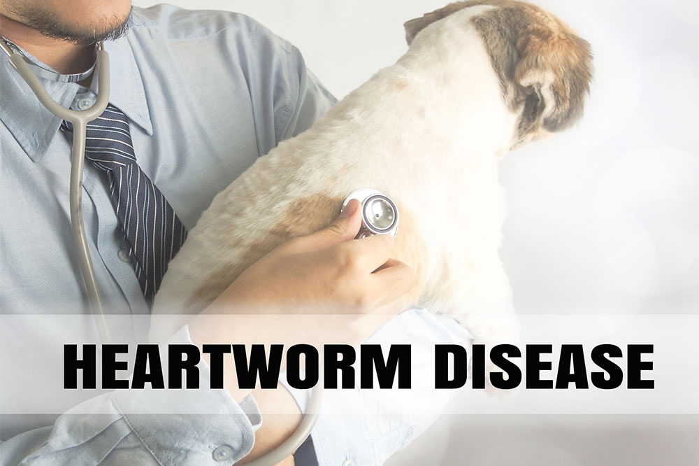 Top 5 Medications for Heartworm Prevention in Dogs