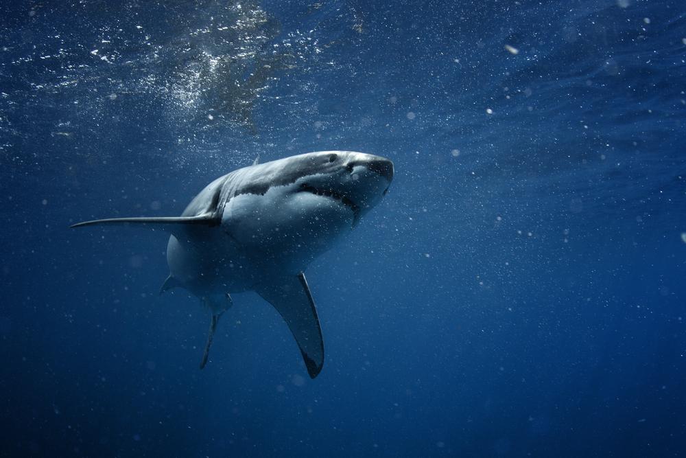 Understanding the Risks of Loan Sharks and Better Alternatives