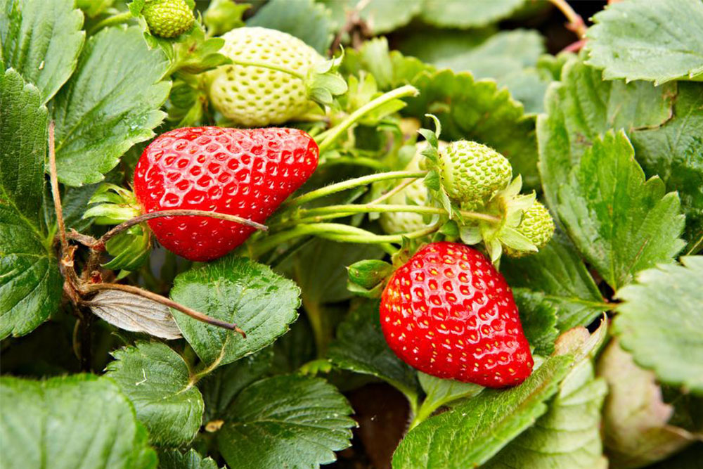 Natural Solutions for Achieving a Brighter and Whiter Smile