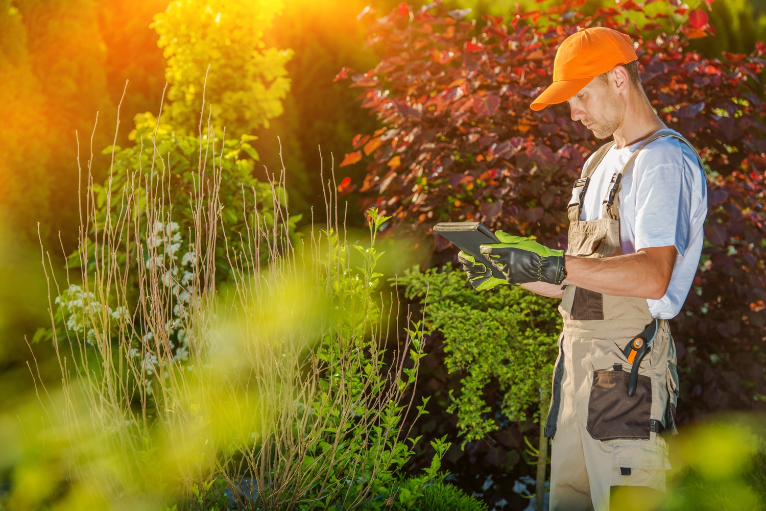 Affordable Lawn Maintenance Guide
