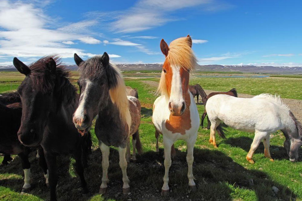 Top Must-Visit Destinations in Iceland
