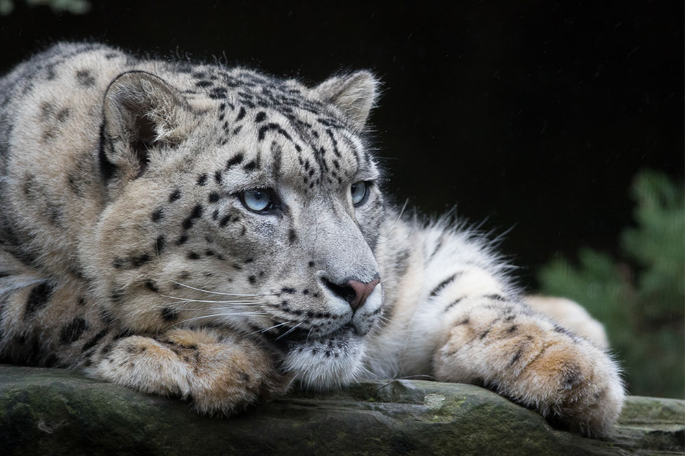 The Endangered Snow Leopard: Conservation Challenges and Causes