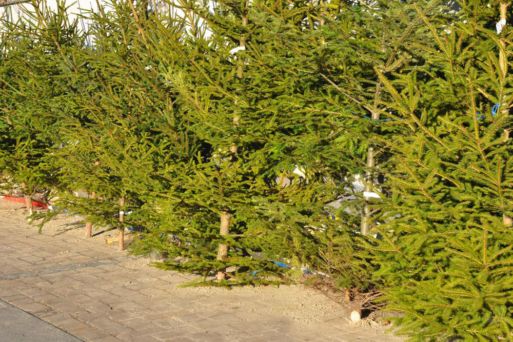 Tips to Keep Your Pine Christmas Tree Fresh Throughout the Holidays