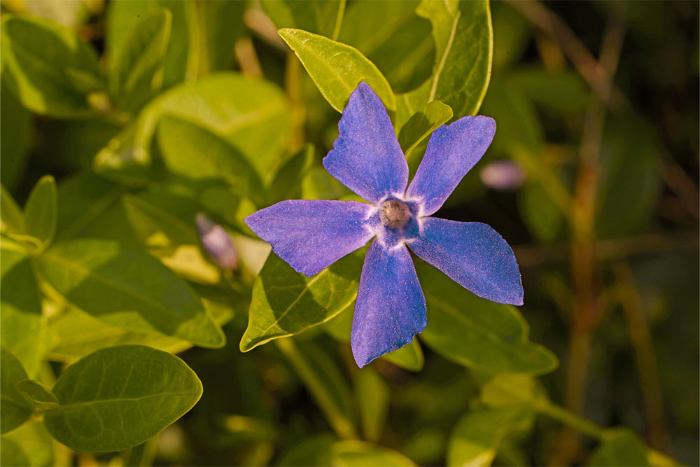 Effective Strategies for Removing Periwinkle from Your Garden