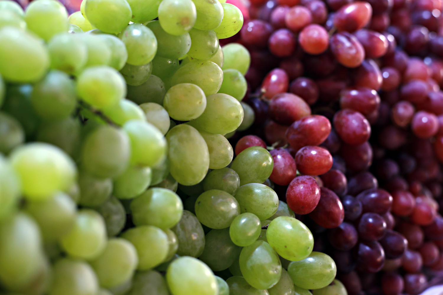 Essential Guide to Foods That Can Harm Dogs and How to Keep Your Pet Safe