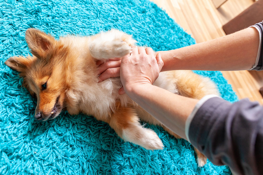 Recognizing and Managing Pain Signals in Pets