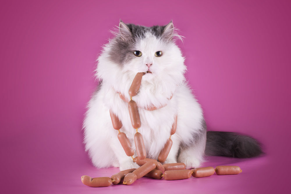 Comprehensive Guide to Healthy Cat Snacks and Nutrition Strategies