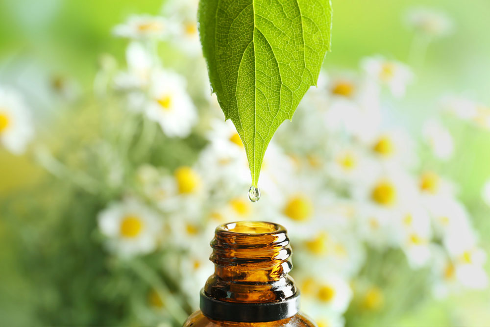 Effective Natural Solutions for Flea Control