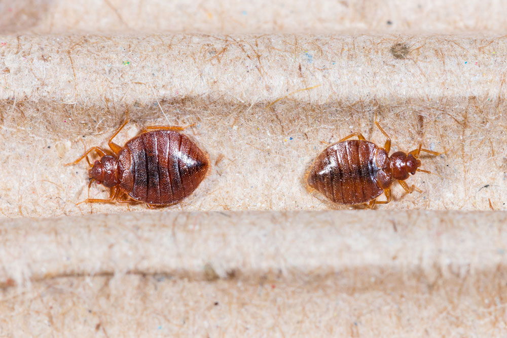 Identifying and Managing Bed Bug Bites