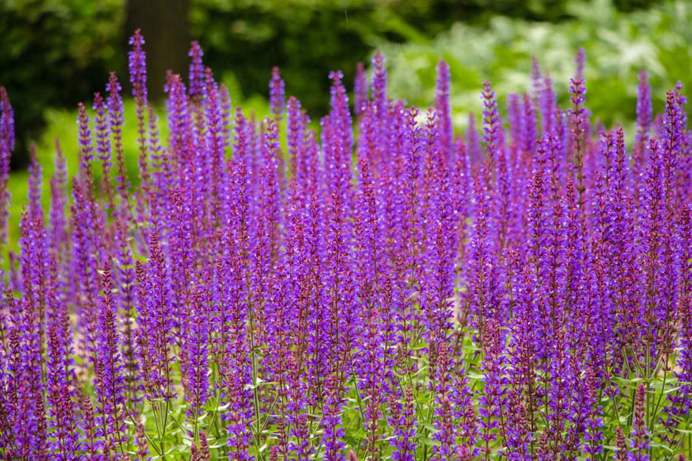 Guide to Cultivating Beautiful Lavender Plants