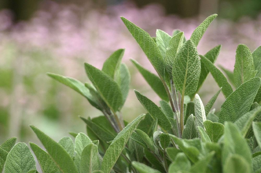 Top 5 Aromatic Plants That Keep Ticks Away