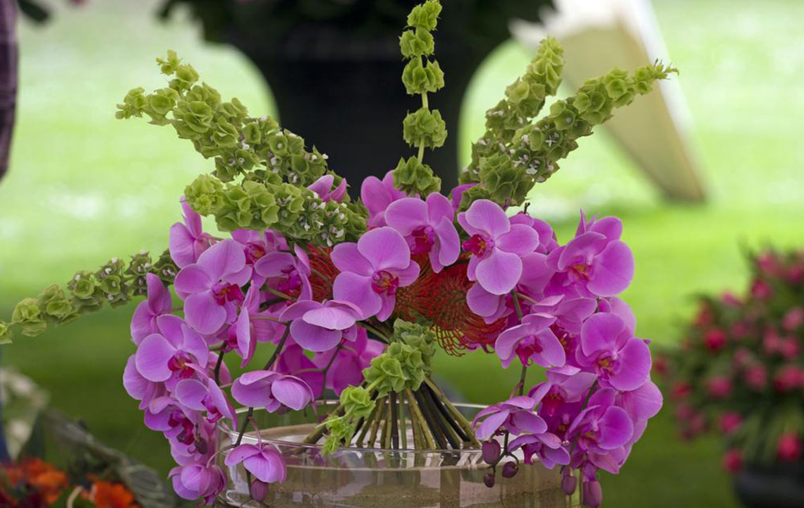Key Mistakes to Avoid When Caring for Orchids