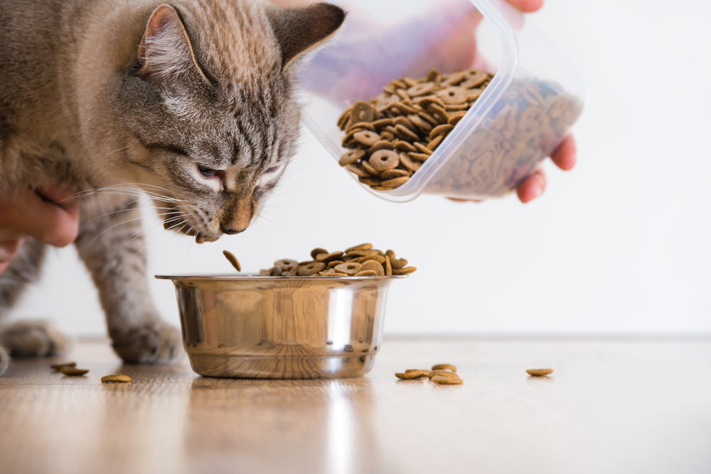 Top Nutritious and Tasty Canned Cat Food Options