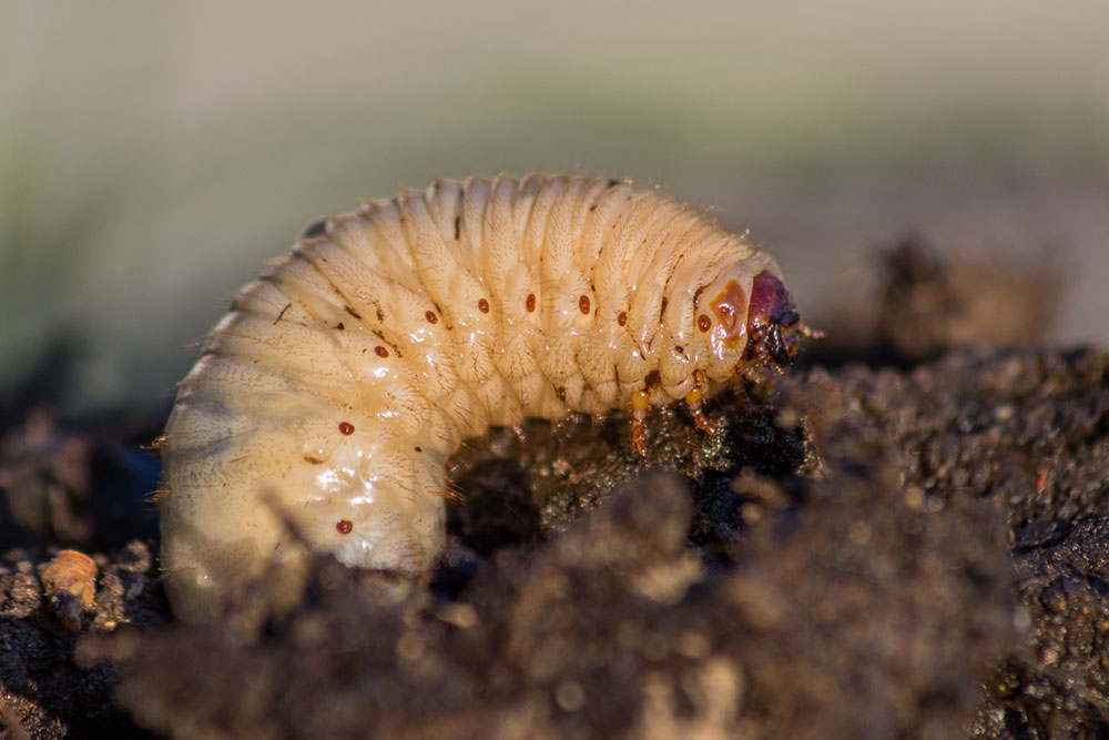 Effective Strategies to Eradicate Armyworms from Your Lawn