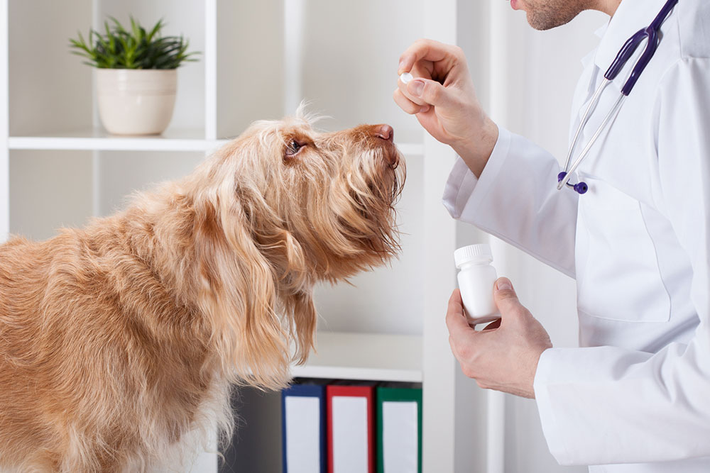 Top 5 Online Platforms for Affordable Pet Medications