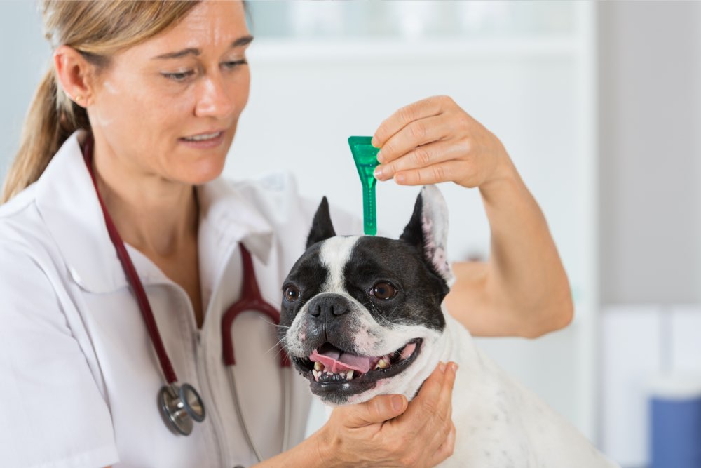 The Top 5 Veterinary-Recommended Heartworm Preventatives for Dogs: A Comprehensive Guide