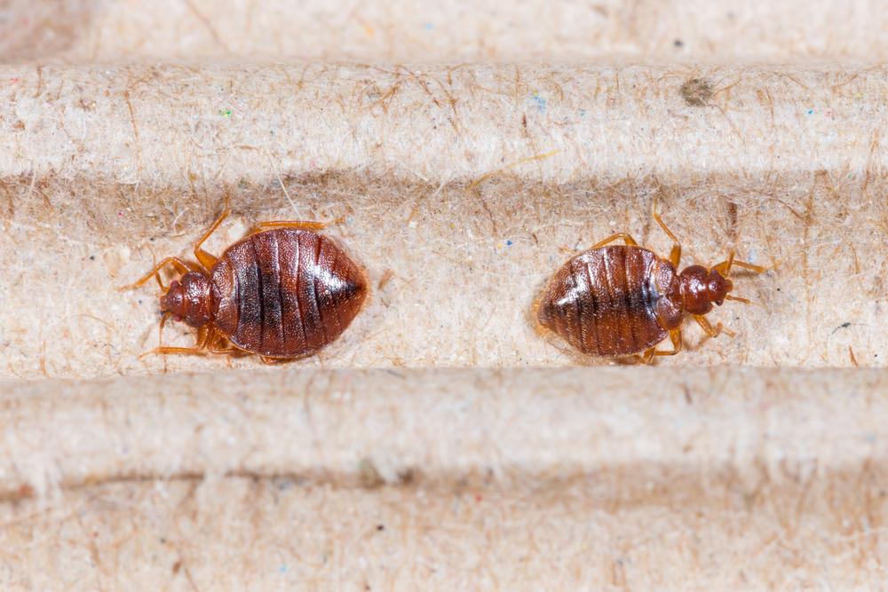 Understanding Dust Mite Allergies and Their Management