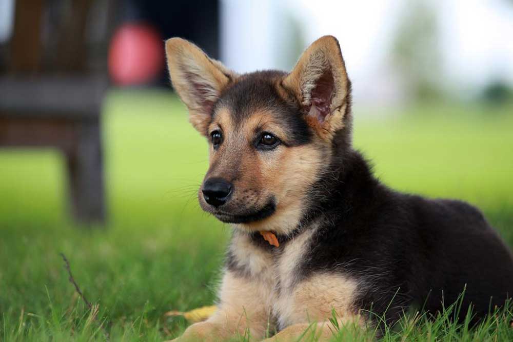 Preparing Yourself for German Shepherd Puppies: Essential Tips