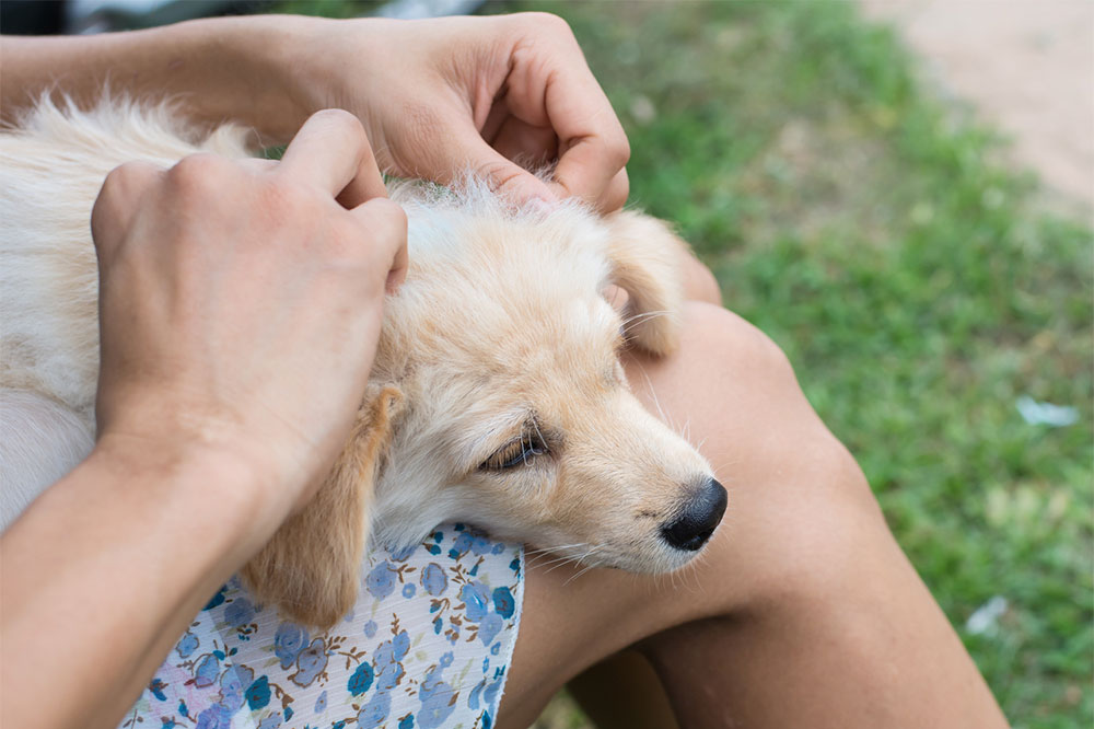 Natural and Easy Methods to Eliminate Fleas and Ticks from Pets and Home