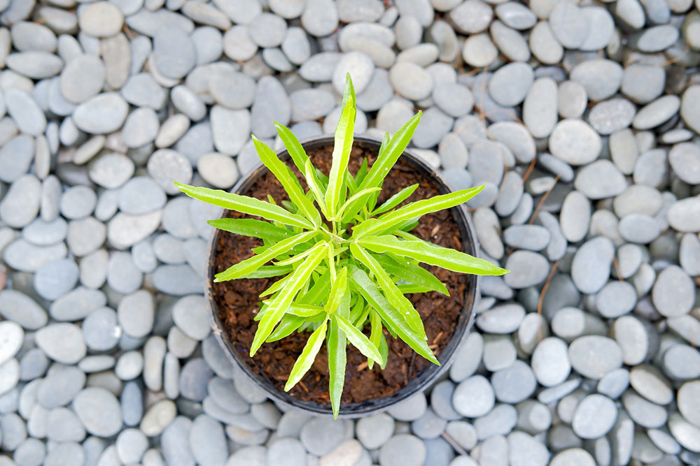 The Ultimate Guide to Natural Mosquito Repellent Plants for a Bug-Free Garden