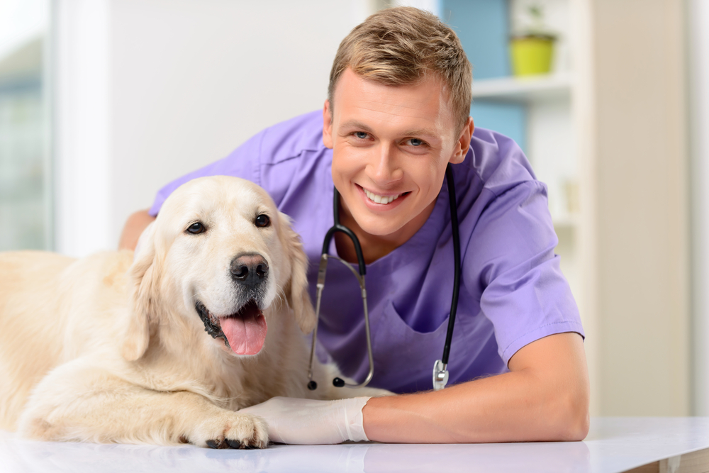 Protect Your Pets with Reliable Insurance Plans
