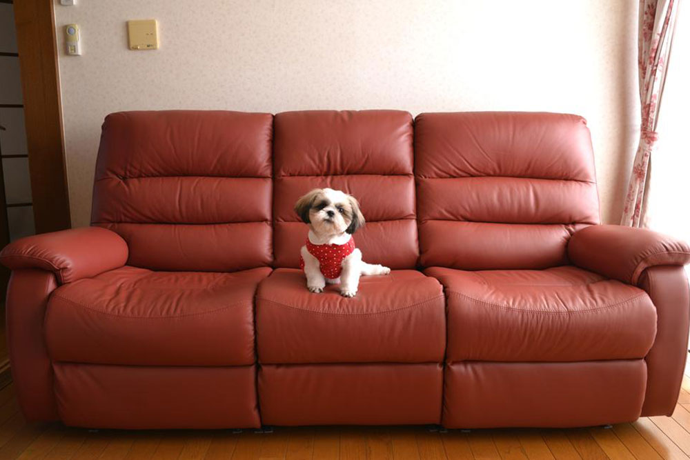 Guide to Selecting Pet-Friendly Furniture for Your Home