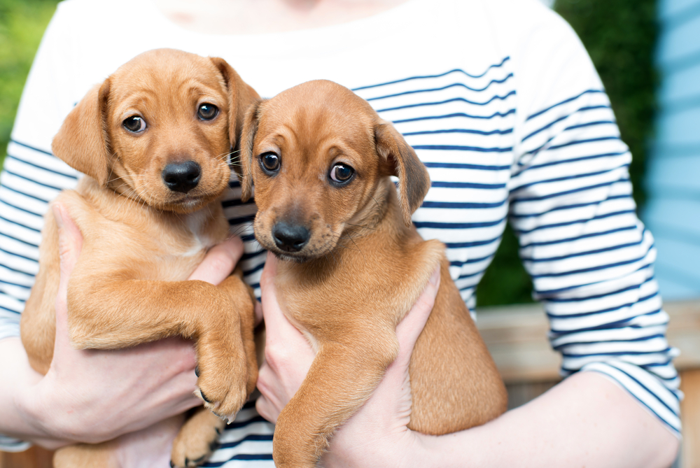 Guidelines for Visiting Animal Shelters to Adopt a Dog