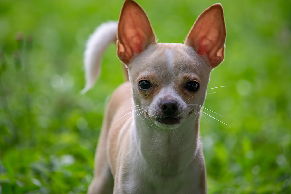 Top 10 Reasons Why Chihuahuas Make Perfect Pets