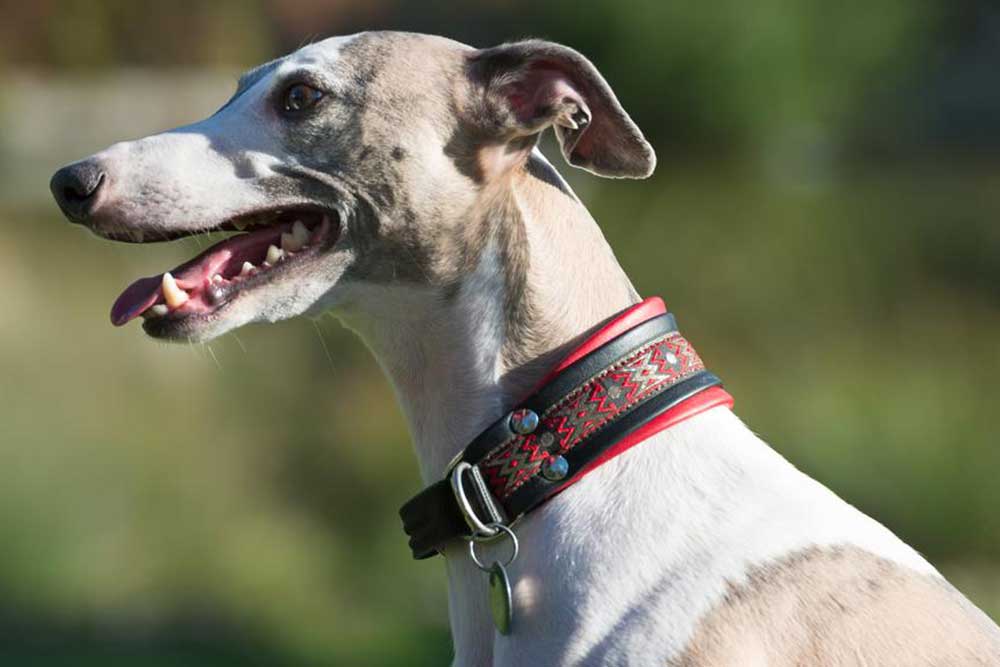 The Advantages of Using GPS Collars for Dogs