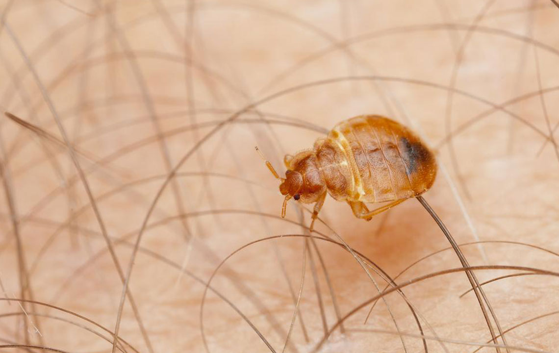 Effective Home Strategies to Eliminate Bed Bugs