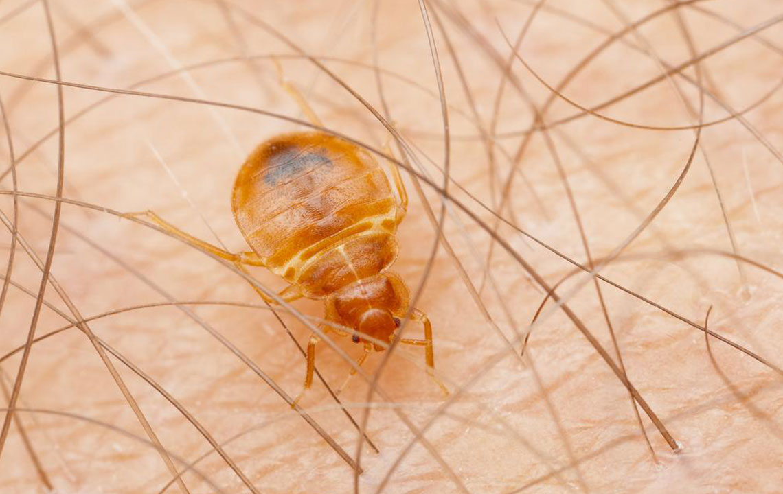 Effective Strategies to Eliminate Bed Bugs