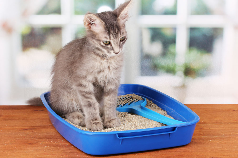 Understanding Different Types of Cat Litter and Their Impact on Human Health