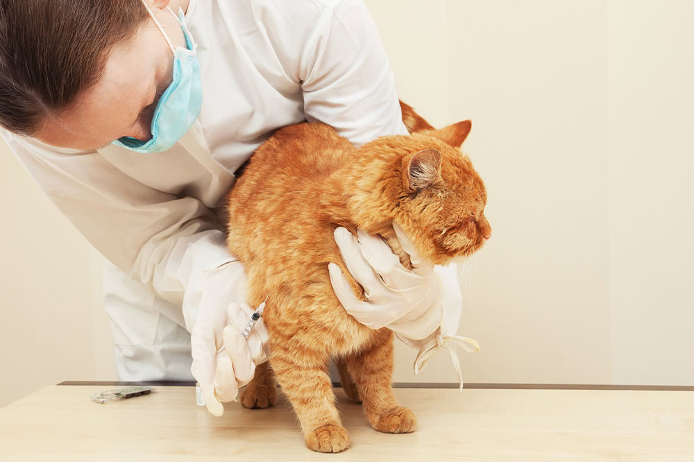 Effective Strategies to Prevent Fleas on Your Cat