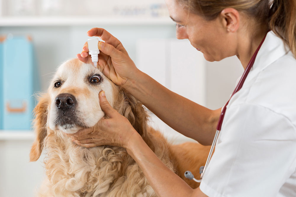 Comprehensive Guide to Pet Allergy Awareness: Causes, Symptoms, and Effective Treatments