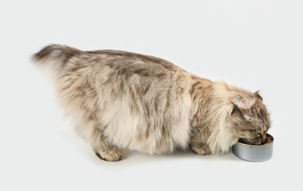 Best 10 Wet Cat Food Brands for Your Feline Friend