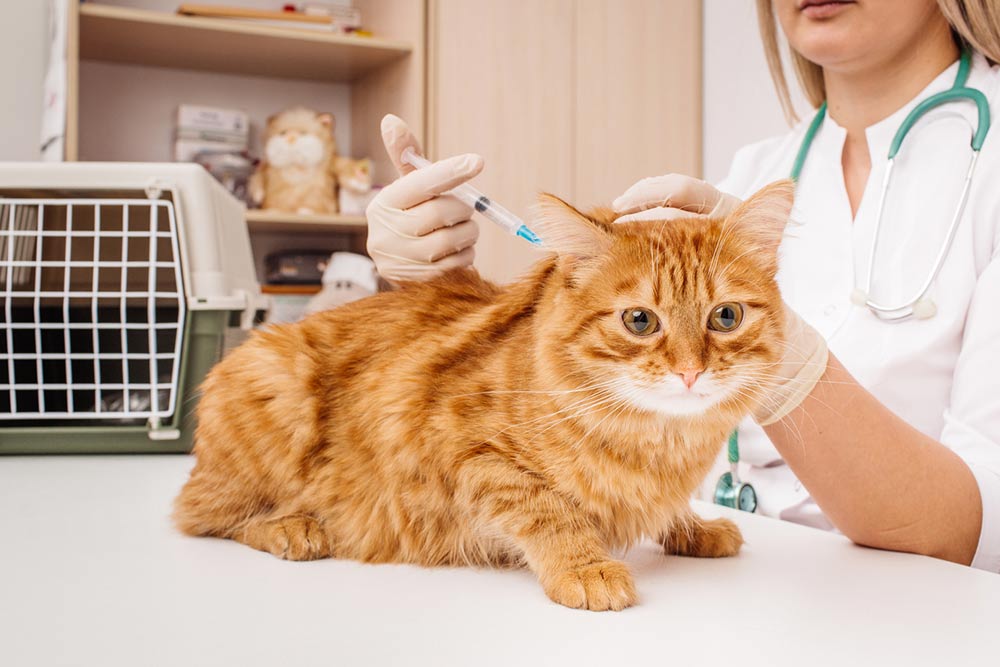 Essential Tips for Selecting the Right Feline Veterinarian