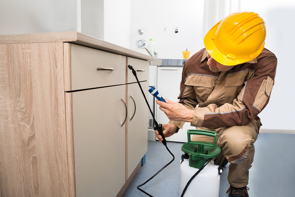 Effective Strategies to Prevent and Manage Ant Infestations