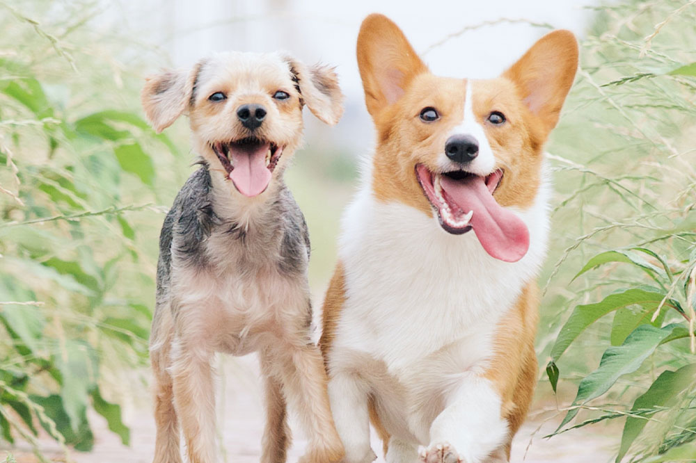 Effective Tips for a Glossy and Healthy Canine Coat