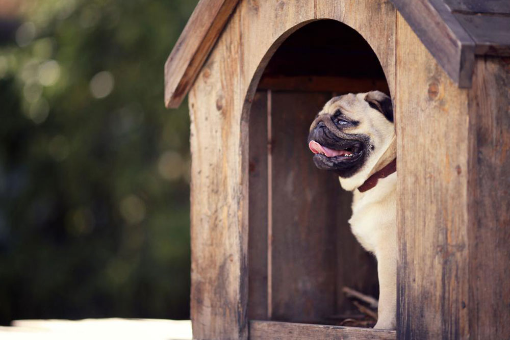 Understanding Canine Allergy Symptoms and Management
