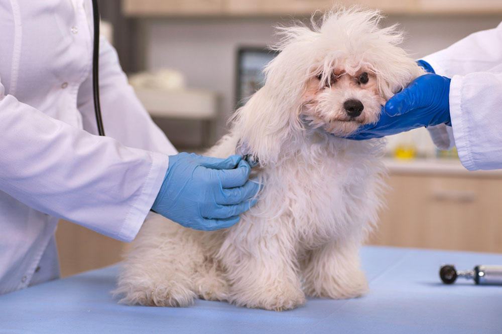 Essential Guide to Choosing the Best Pet Insurance for Your Animal Companion